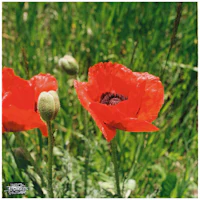 two red poppies in a grassy field
